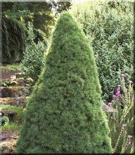 Picea Glauca 'Jean's Dilly' | Unique Living Christmas Trees