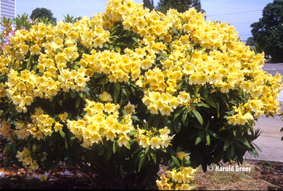 Rhododendron Evening Glow Rhododendrons Hybrids Species