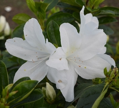 Azalea 'Nuccio's Mamma Mia' | Evergreen Azaleas