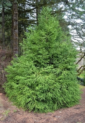 Cryptomeria japonica 'Spiralis' | Conifers