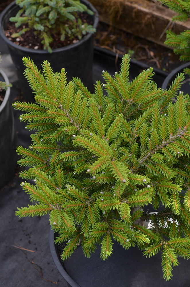 Picea orientalis 'Bergman's Gem' | Conifers