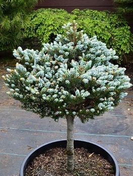 Abies koreana ‘Kohout’s Icebreaker’ | Standards