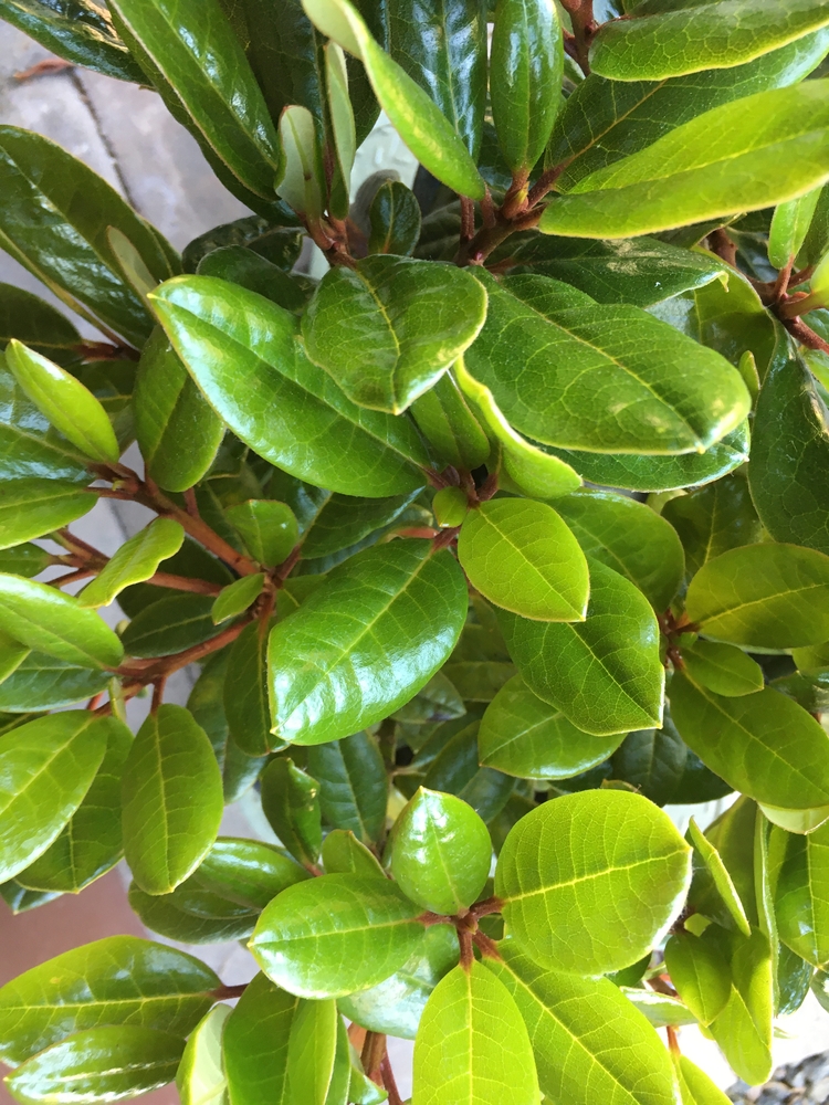 Rhododendron 'Candy Apple Red' | Rhododendrons (Hybrids & species)