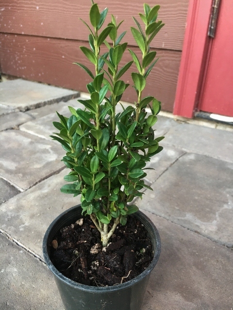 Ilex crenata 'Sky Sentry' (a.k.a. 'Sky Pencil') | Deciduous & Evergreen ...