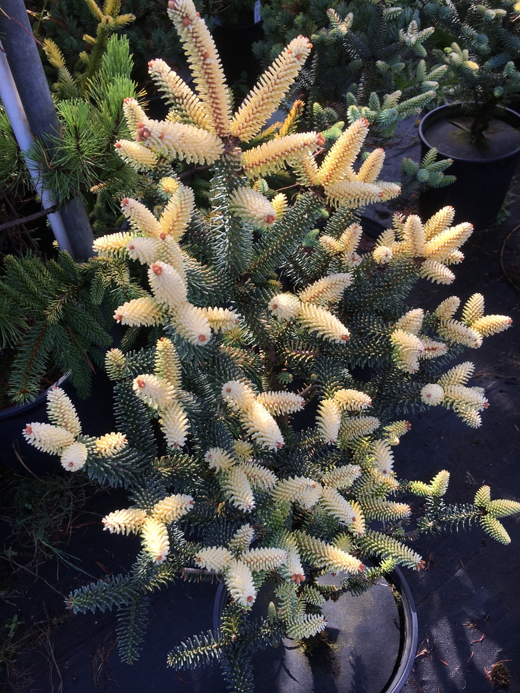 Abies pinsapo ‘Aurea’ | Conifers