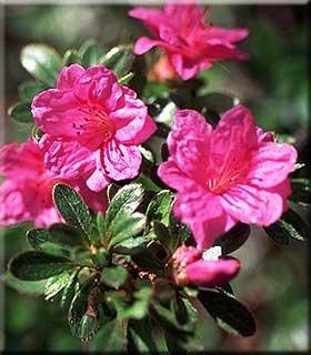 Rhododendron kiusianum 'Murasaki Shikibu' | Rhododendrons (Hybrids ...