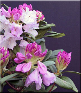 Rhododendron 'Pontiyak' | Rhododendrons (Hybrids & species)