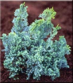 Chamaecyparis obtusa 'Splitrock' | Conifers