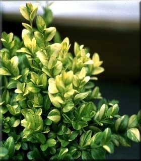 Buxus sempirvirens 'Wanford Page' | Deciduous & Evergreen Shrubs