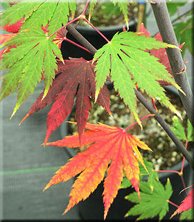 Image Acer palmatum 'Ever Autumn'