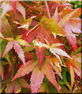 Image Acer palmatum 'Itame nishiki'