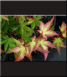 Image Acer palmatum 'Komachi hime'