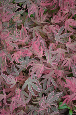 Acer palmatum 'Shirazz' | Japanese Maples, Ornamental Trees