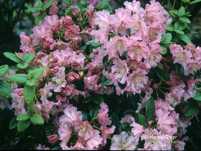 Rhododendron 'Brickdust' | Rhododendrons (Hybrids & species)