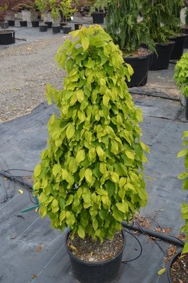 Carpinus betulus 'Columnaris Nana' | Japanese Maples, Ornamental Trees