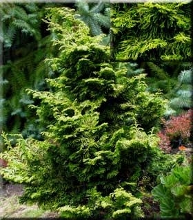 Chamaecyparis obtusa 'Verdoni' | Conifers