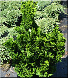 Chamaecyparis obtusa 'Little Anne' | Conifers