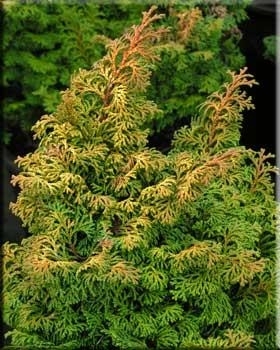 Chamaecyparis obtusa 'Kosteri' | Conifers