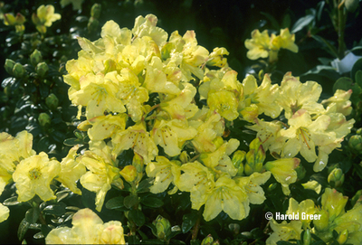Rhododendron 'Chikor' | Rhododendrons (Hybrids & species)