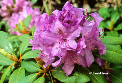 Rhododendron 'English Roseum' | Rhododendrons (Hybrids & species)