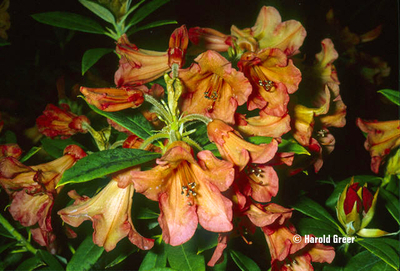 Rhododendron 'Fabia' | Rhododendrons (Hybrids & species)