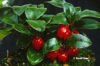 Gaultheria procumbens | Deciduous & Evergreen Shrubs