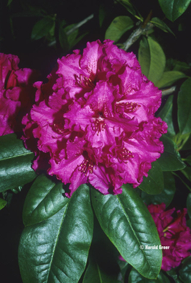 Rhododendron 'Grand Slam' | Rhododendrons (Hybrids & species)