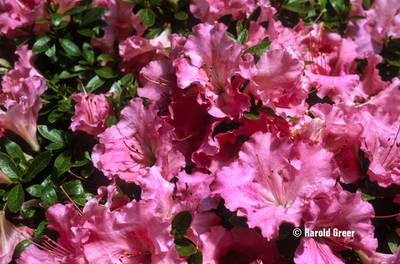 Azalea 'Gumpo Pink' | Evergreen Azaleas