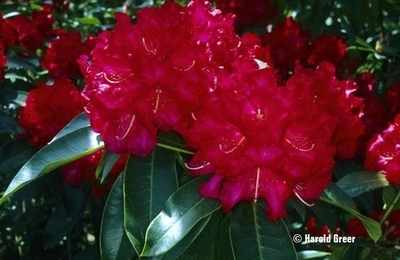 Rhododendron 'Halfdan Lem' | Rhododendrons (Hybrids & species)