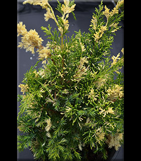 Juniperus chinensis 'Variegated Kaizuka' | Conifers