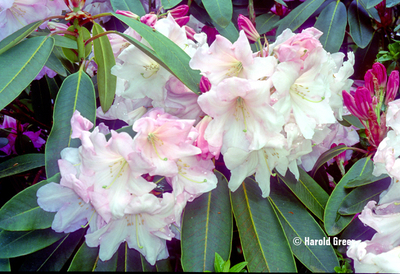 Rhododendron 'Loderi Venus' | Rhododendrons (Hybrids & species)