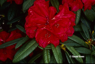 Rhododendron 'Maxine Childers' | Rhododendrons (Hybrids & species)