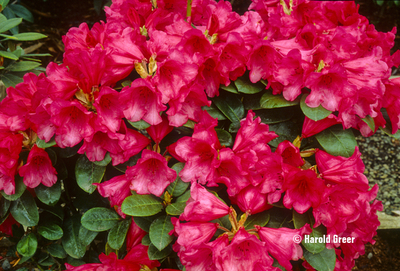 Rhododendron 'Molly Ann' | Rhododendrons (Hybrids & species)