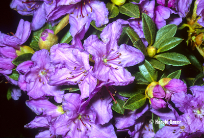 Rhododendron 'Mother Greer' | Rhododendrons (Hybrids & species)