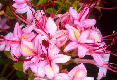 Azalea 'Pink and Sweet' | Deciduous Azaleas