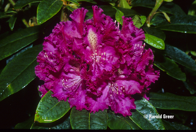 Rhododendron 'Purple Lace' | Rhododendrons (Hybrids & species)