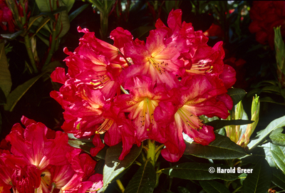 Rhododendron 'Red Gold' | Rhododendrons (Hybrids & species)