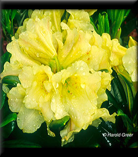 Rhododendron 'Banana Flip' | Rhododendrons (Hybrids & species)