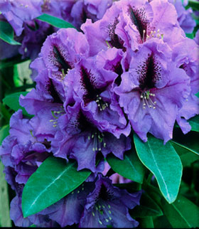 Rhododendron 'Blue Pacific' | Rhododendrons (Hybrids & species)