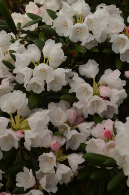 Rhododendron degronianum ssp. yakushimanum 'Koichiro Wada' | Rhododendrons (Hybrids & species)