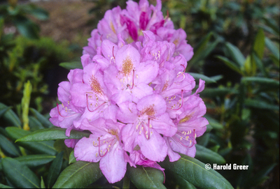 Rhododendron 'Roseum Elegans' | Rhododendrons (Hybrids & species)