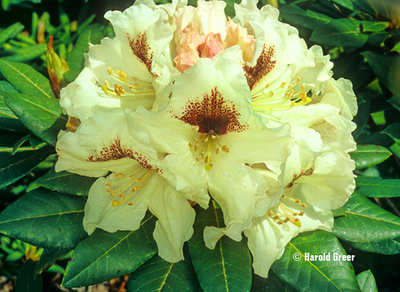 Rhododendron 'Sappho' x 'Tweedy Bird' | Rhododendrons (Hybrids & species)