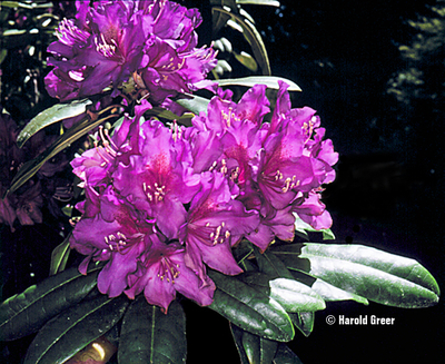 Rhododendron 'Tall Timber' | Rhododendrons (Hybrids & species)