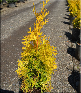 Thuja occidentalis 'Jantar' | Conifers