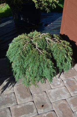 Tsuga canadensis 'Sargentii' | Conifers