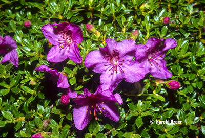 Rhododendron calostrotum ssp. keleticum | Rhododendrons (Hybrids & species)