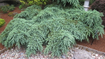 Cedrus deodara 'Prostrate Beauty' | Conifers