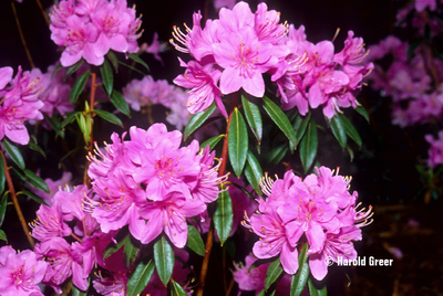 Rhododendron davidsonianum | Rhododendrons (Hybrids & species)