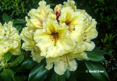 Rhododendron 'Horizon Lakeside' | Rhododendrons (Hybrids & species)