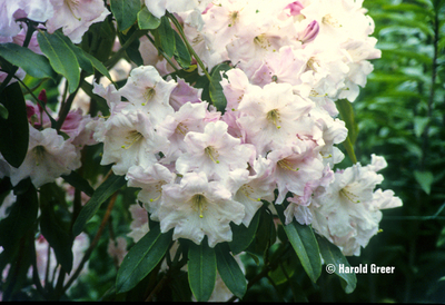 Rhododendron 'Loderi Pink Diamond' | Rhododendrons (Hybrids & species)